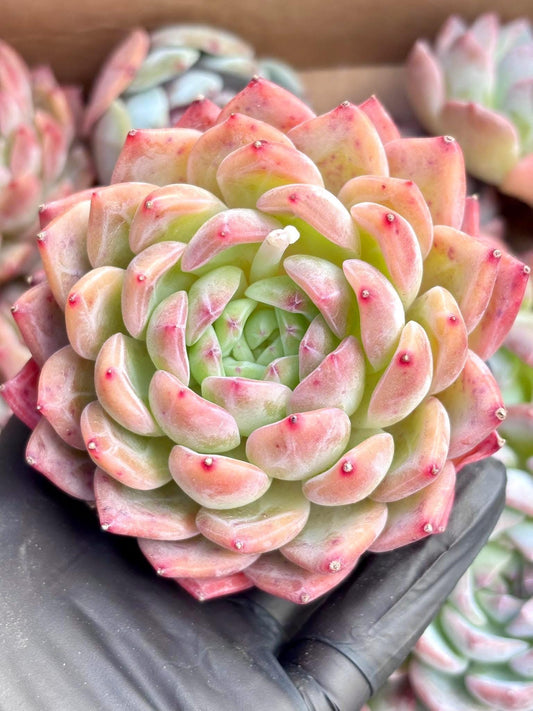 Echeveria Cartier | Live Succulent Plant | Korean Succulent | Rare Imported Echeveria | Imported Plants