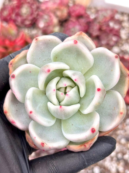Echeveria Champagne Variegated | Live Succulent Plant | Imported Plants | Echeveria variegated