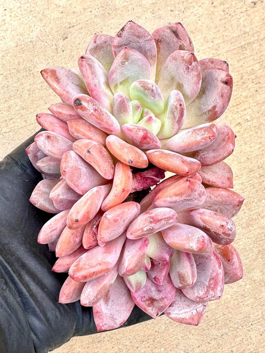 Echeveria Ariel Cluster | Live Succulent Plant | Korean Succulent | Variegated Echeveria | Imported Plants