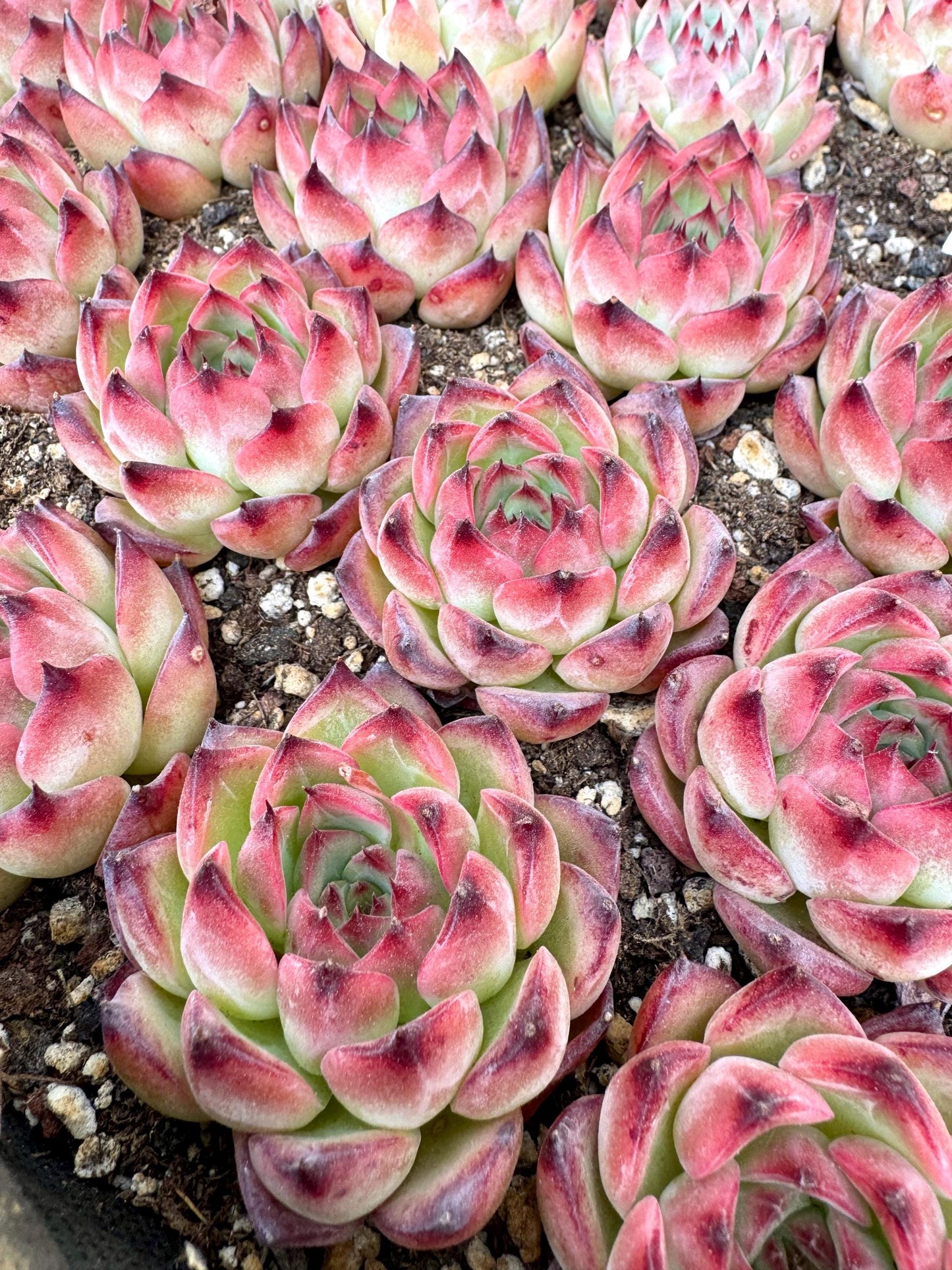 Echeveria Bonfire | Live Succulent Plant | Korean Succulent
