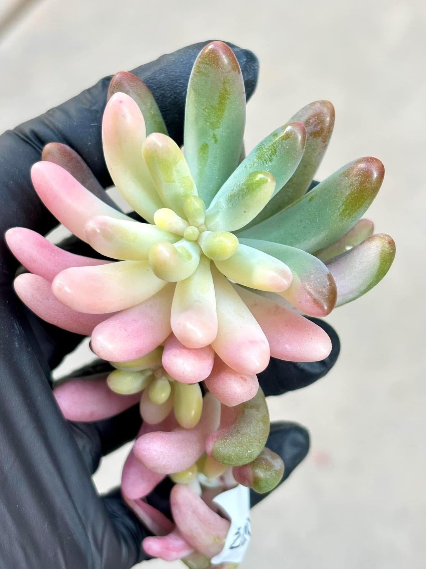 Sedum Pachyphylumm Rose Variegated | Live Succulent Plant | Korean Succulent | Rare Imported Echeveria | Imported Plants