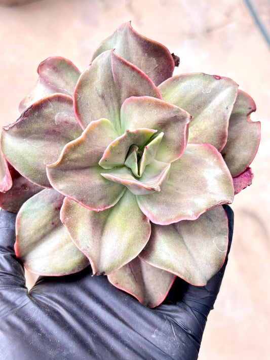 Echeveria Mini Qujin Variegated | Live Succulent Plant | Korean Succulent | Rare Imported Echeveria | Imported Plants