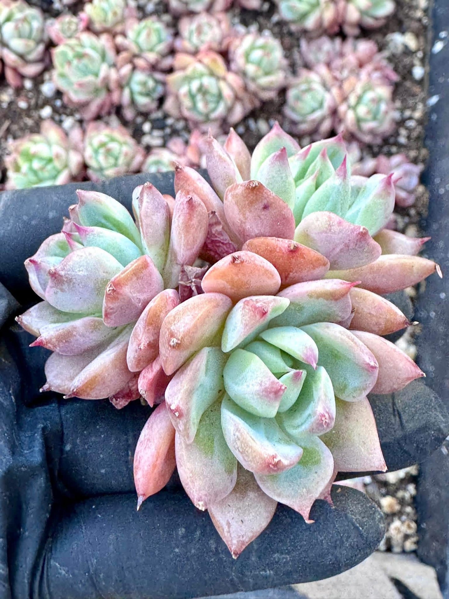 Echeveria Prism | Rare Imported Succulent | Collector Succulent
