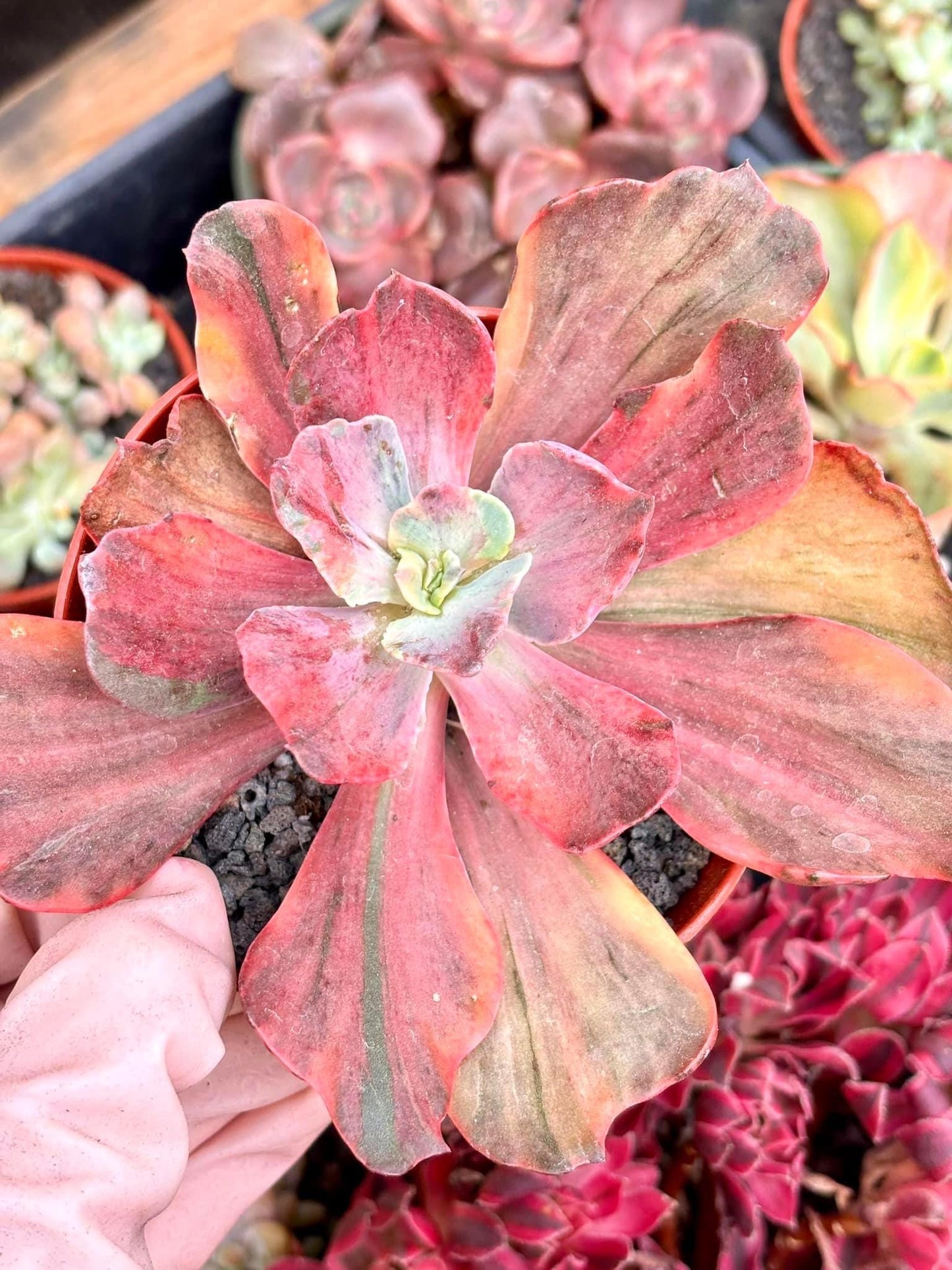 Echeveria Suyon Rainbow Variegated | 6” pot | Live Succulent Plant | Korean Succulent | Variegated Pachyveria | Imported Plants