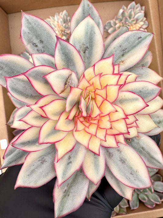 Echeveria Esther Variegated Crested | Live Succulent Plant | Korean Succulent | Variegated Echeveria | Imported Plants