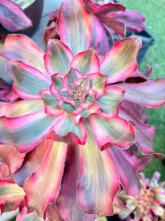 Aeonium Voodoo Variegated | 11” size | Live Succulent Plant | Imported Succulent | Imported Aeonium | Imported Plants