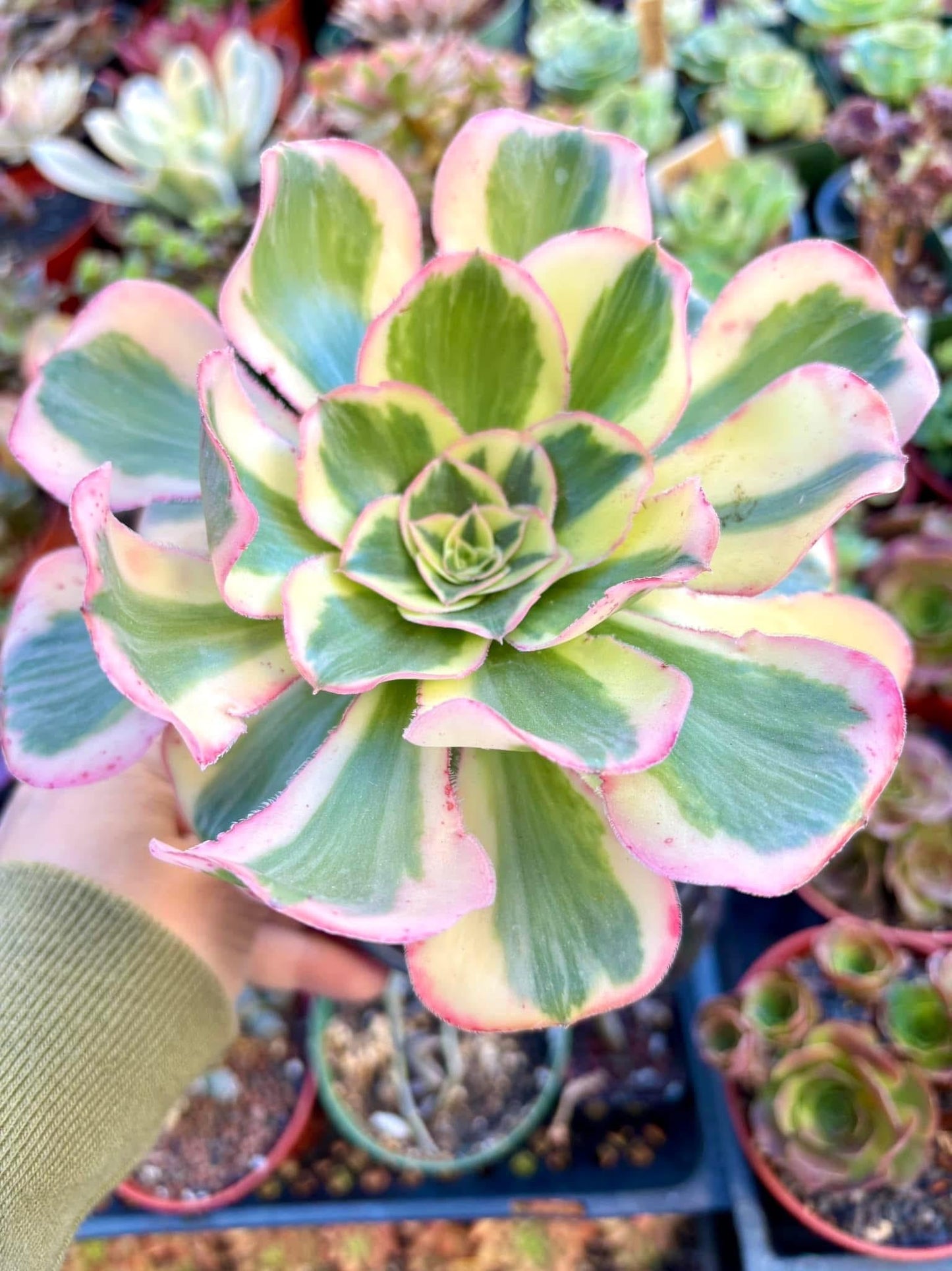 Aeonium Zeus Variegated | 6” pot | Live Succulent Plant | Korean Succulent | Variegated aeonium | Imported Plants |