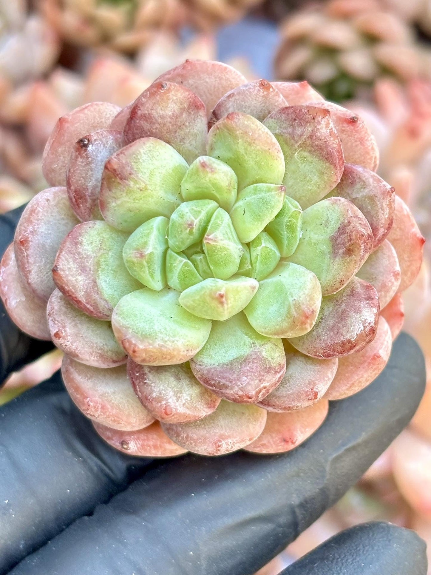 Echeveria Confession Balloon | Live Succulent Plant | Echeveria Cluster | Rare Imported Echeveria | Imported Plants