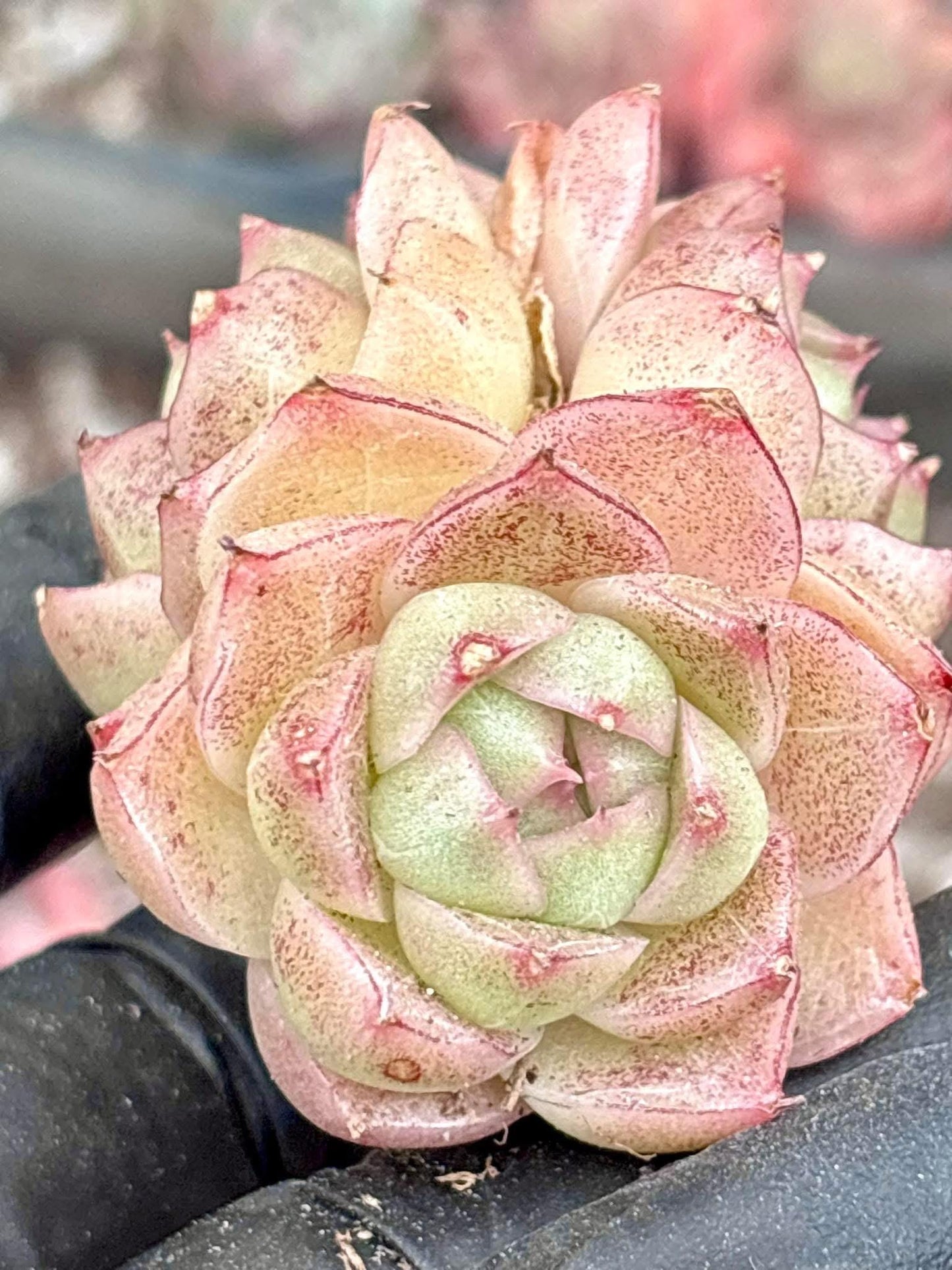 Echeveria Soda | Live Succulent Plant | Korean Succulent | Rare Imported Echeveria | Imported Plants