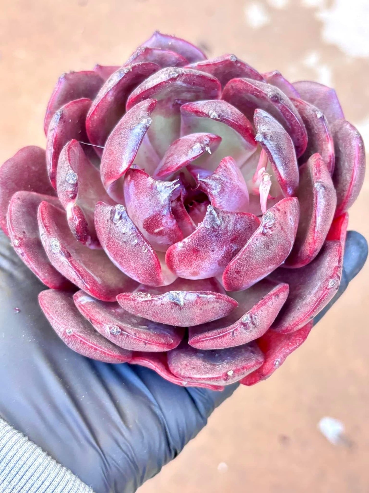Echeveria Xuan Wu | Live Succulent Plant | Korean Succulent | Rare Imported Echeveria | Imported Plants