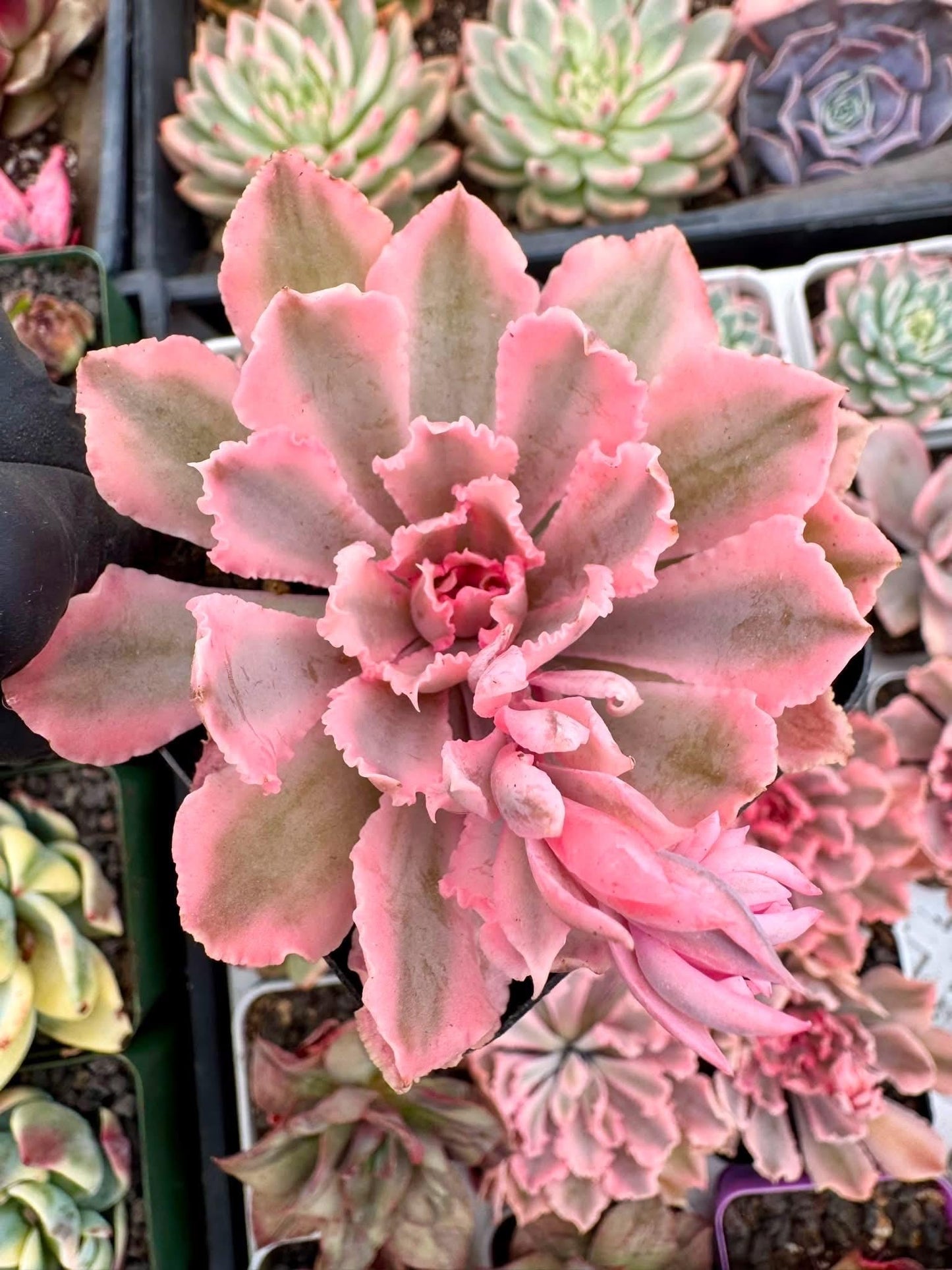 Echeveria Neon Breaker Variegated | Rare Imported Succulent | Collector’s Succulent