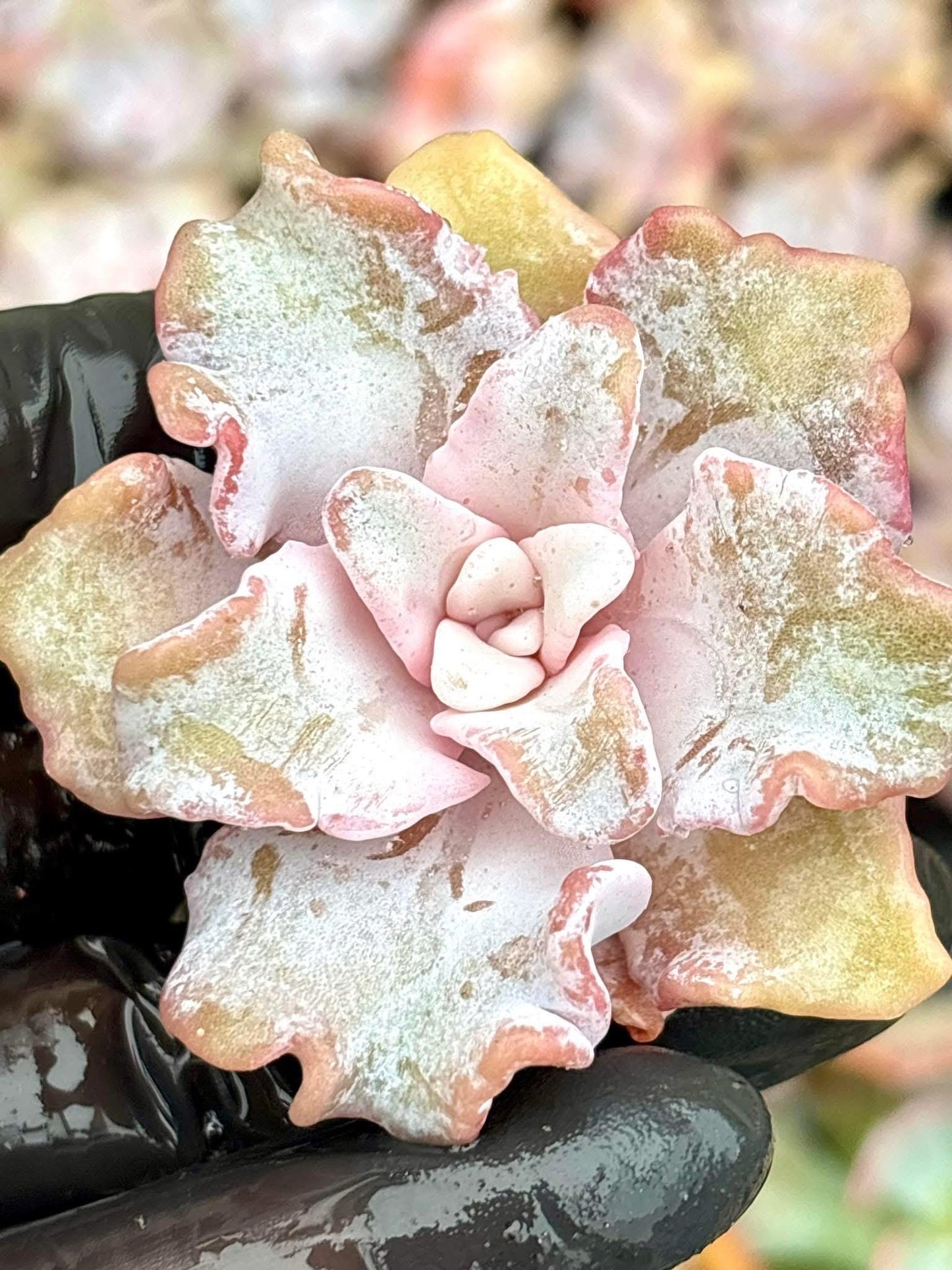 Echeveria Crispate Beauty - 5pcs | Live Succulent Plant | Korean Succulent | Rare Imported Echeveria | Imported Plants