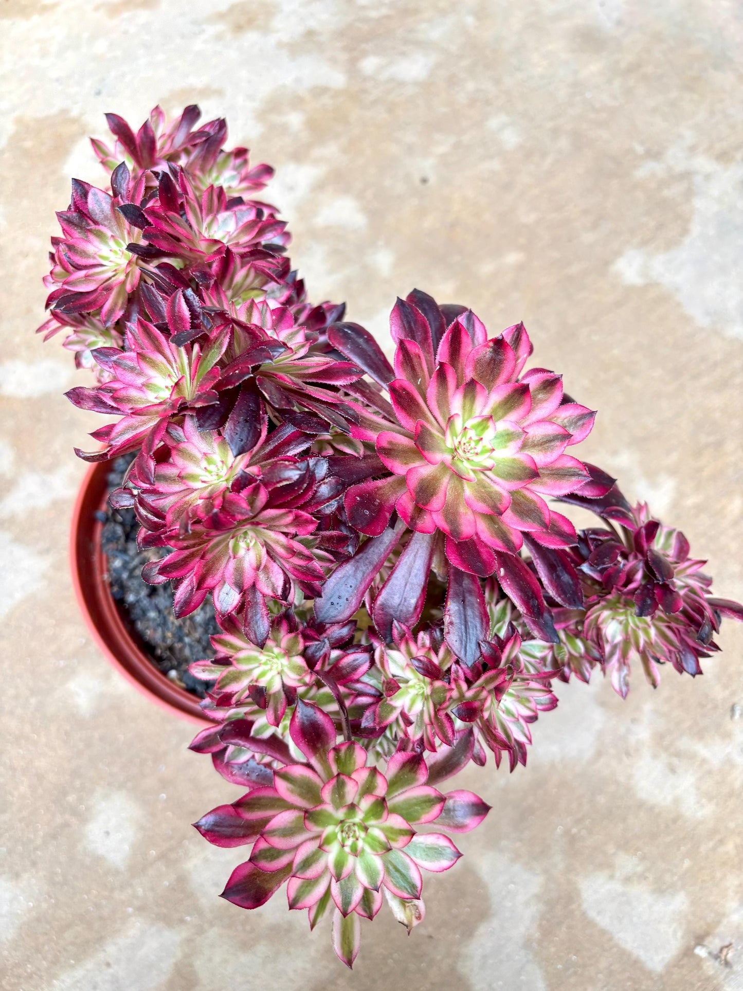 Aeonium Hongyan Variegated Crested | 11” width | Live Succulent Plant | Korean Succulent | Variegated aeonium | Imported Plants |
