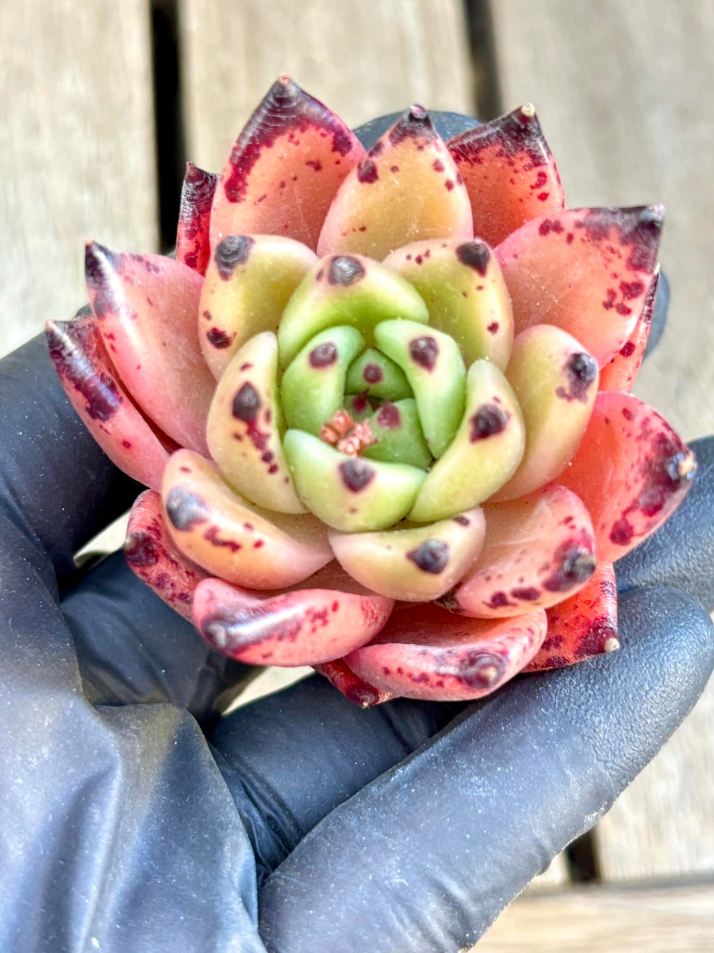 Echeveria Halloween | Live Succulent Plant | Korean Succulent | Rare Imported Echeveria | Imported Plants