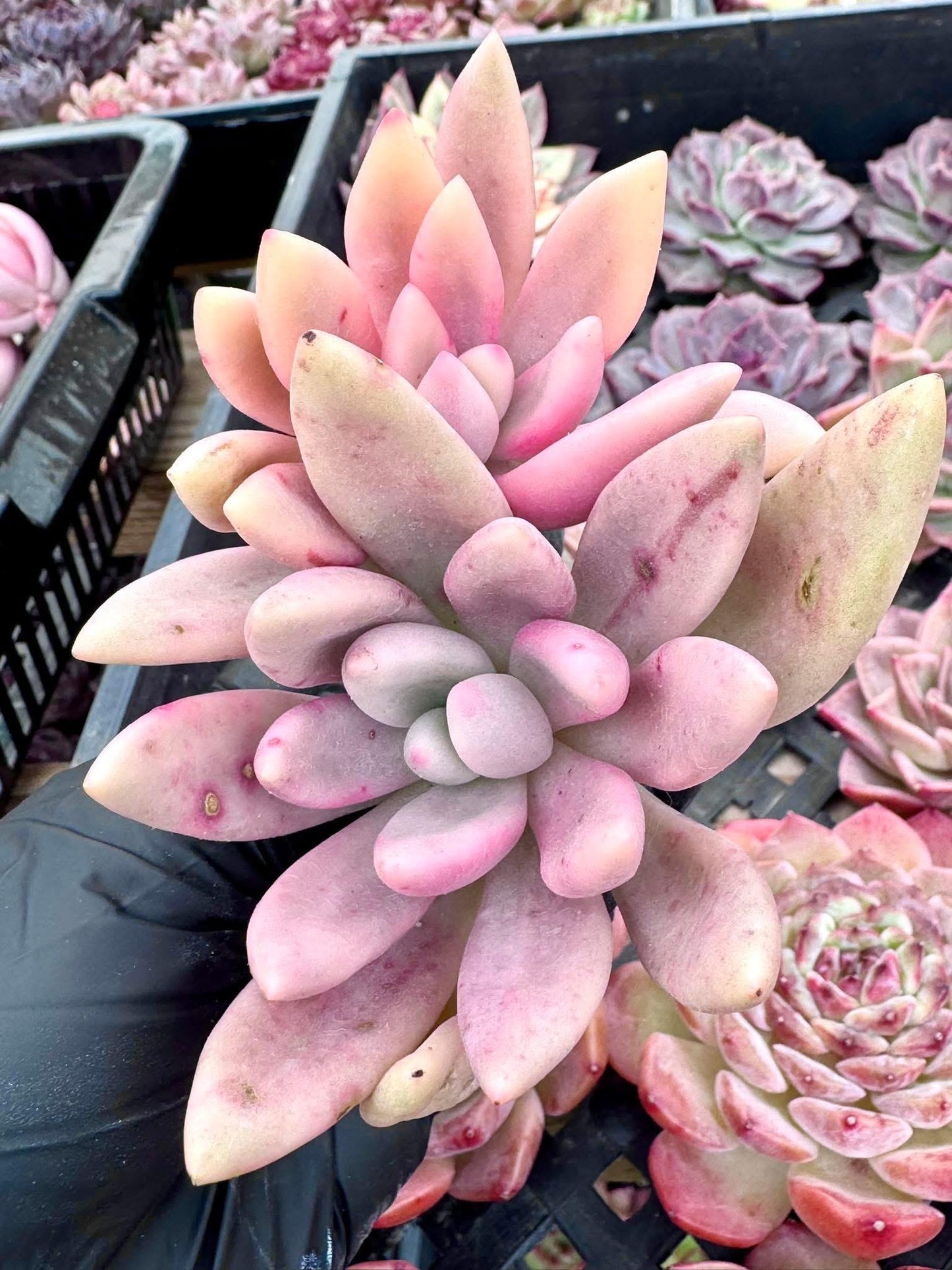 Echeveria Peach Garden Variegated | Live Succulent Plant | Korean Succulent | Variegated Echeveria | Imported Plants | Echeveria Clusters