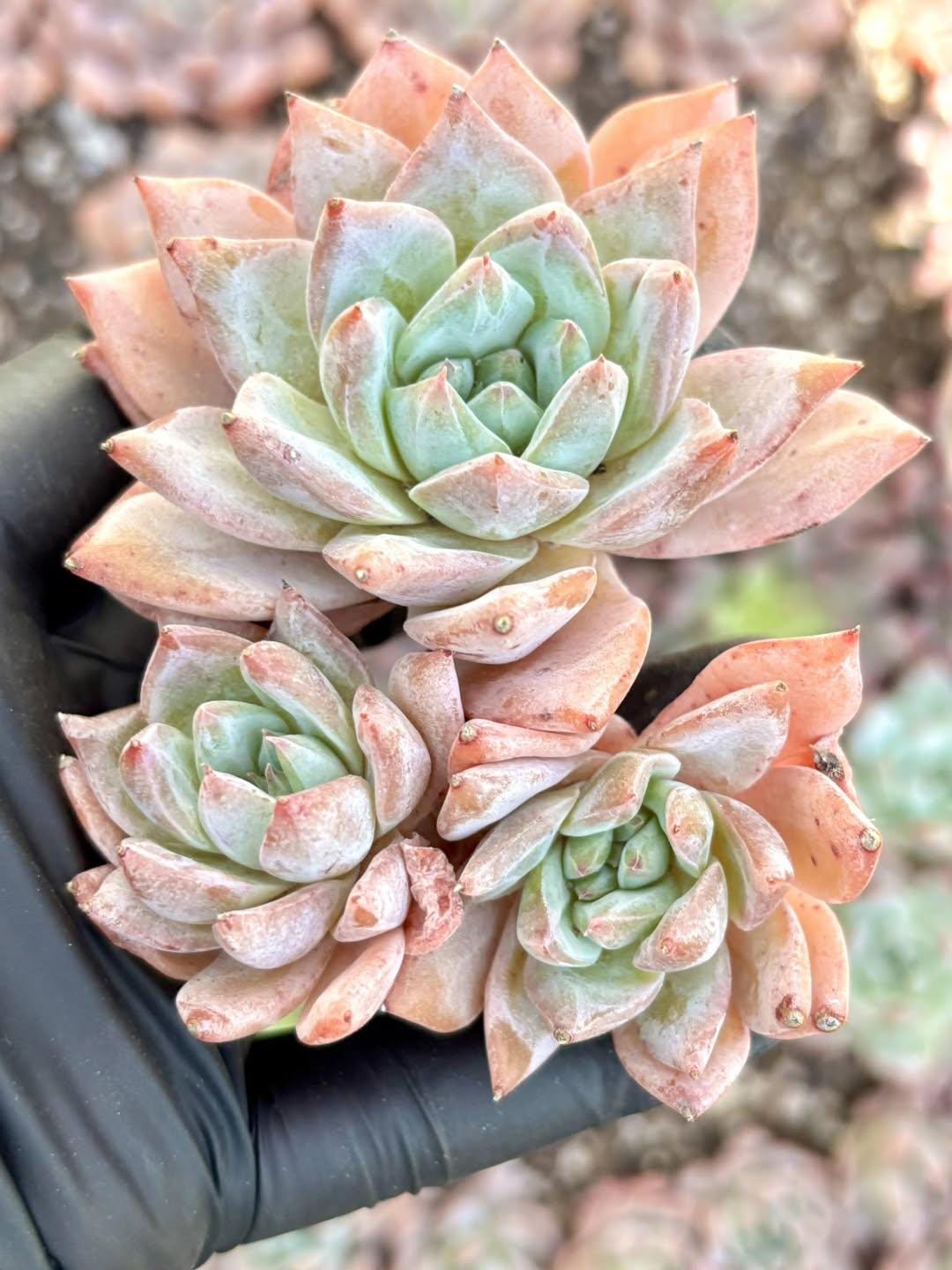 Echeveria Pink Blue Bird | Live Succulent Plant | Korean Succulent | Rare Imported Echeveria | Imported Plants