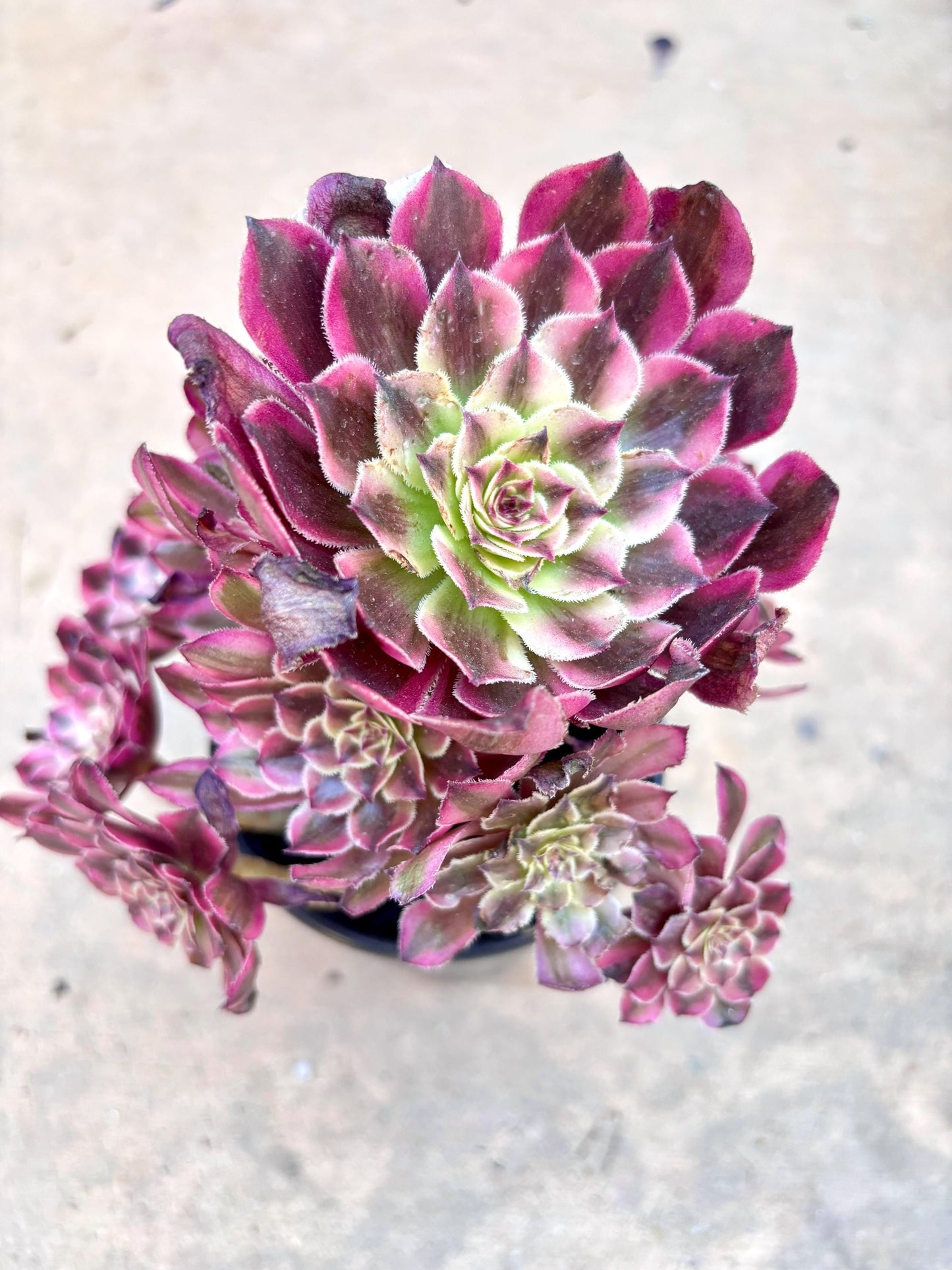 Aeonium Meiya Variegated | Live Succulent Plant | Rare Imported Aeonium | Imported Plants