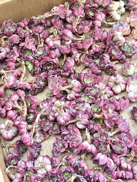 Echeveria Noble | Live Succulent Plant | Korean Succulent | Variegated Echeveria | Imported Plants | Echeveria Clusters