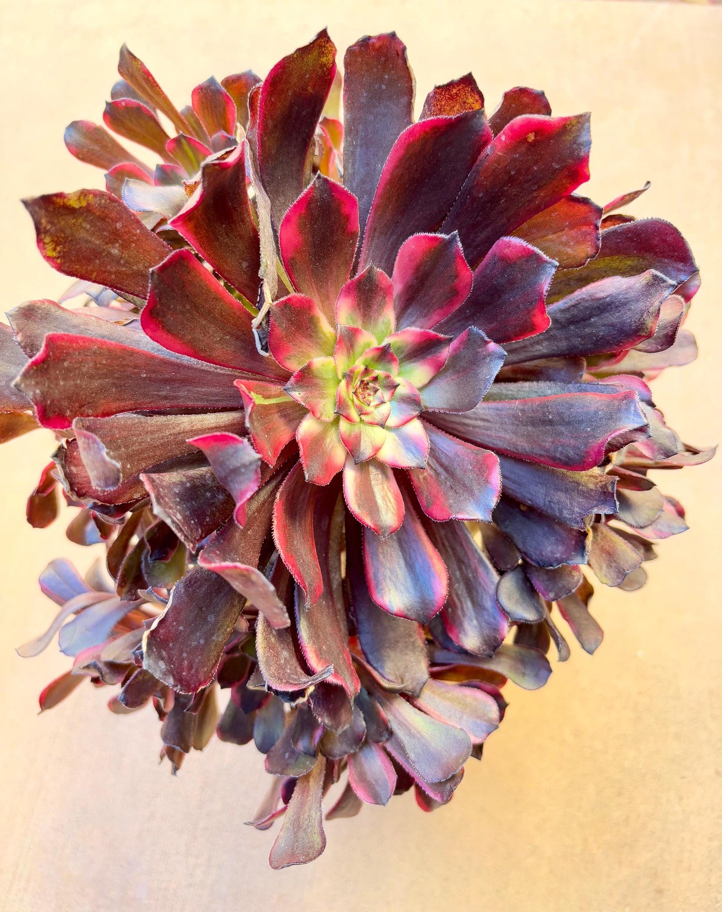 Aeonium Fire Cloud | 11” width | Live Succulent Plant | Korean Succulent | Variegated aeonium | Imported Plants |