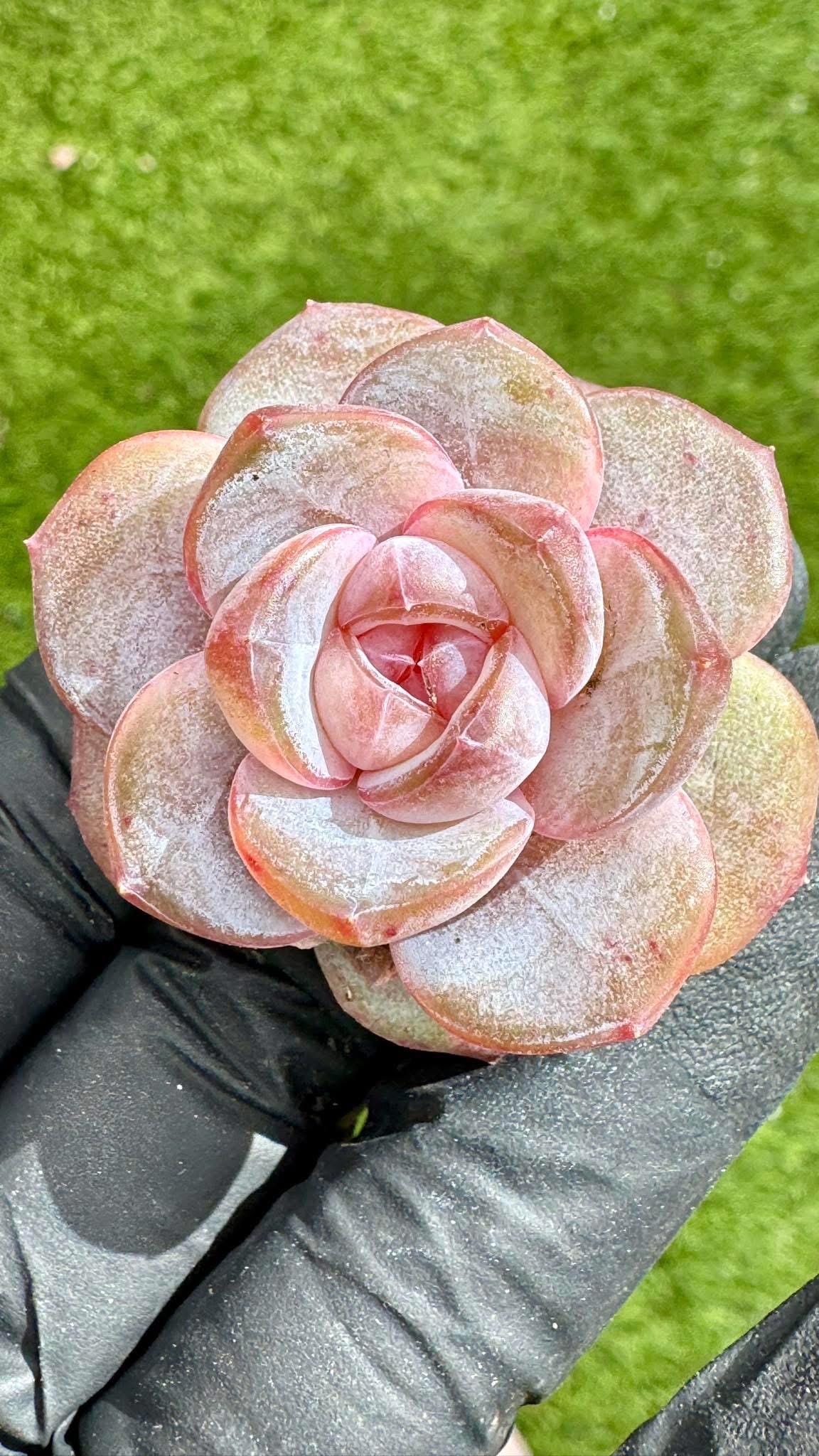 Echeveria Purple Mirror | Live Succulent Plant | Korean Succulent | Variegated Echeveria | Imported Plants