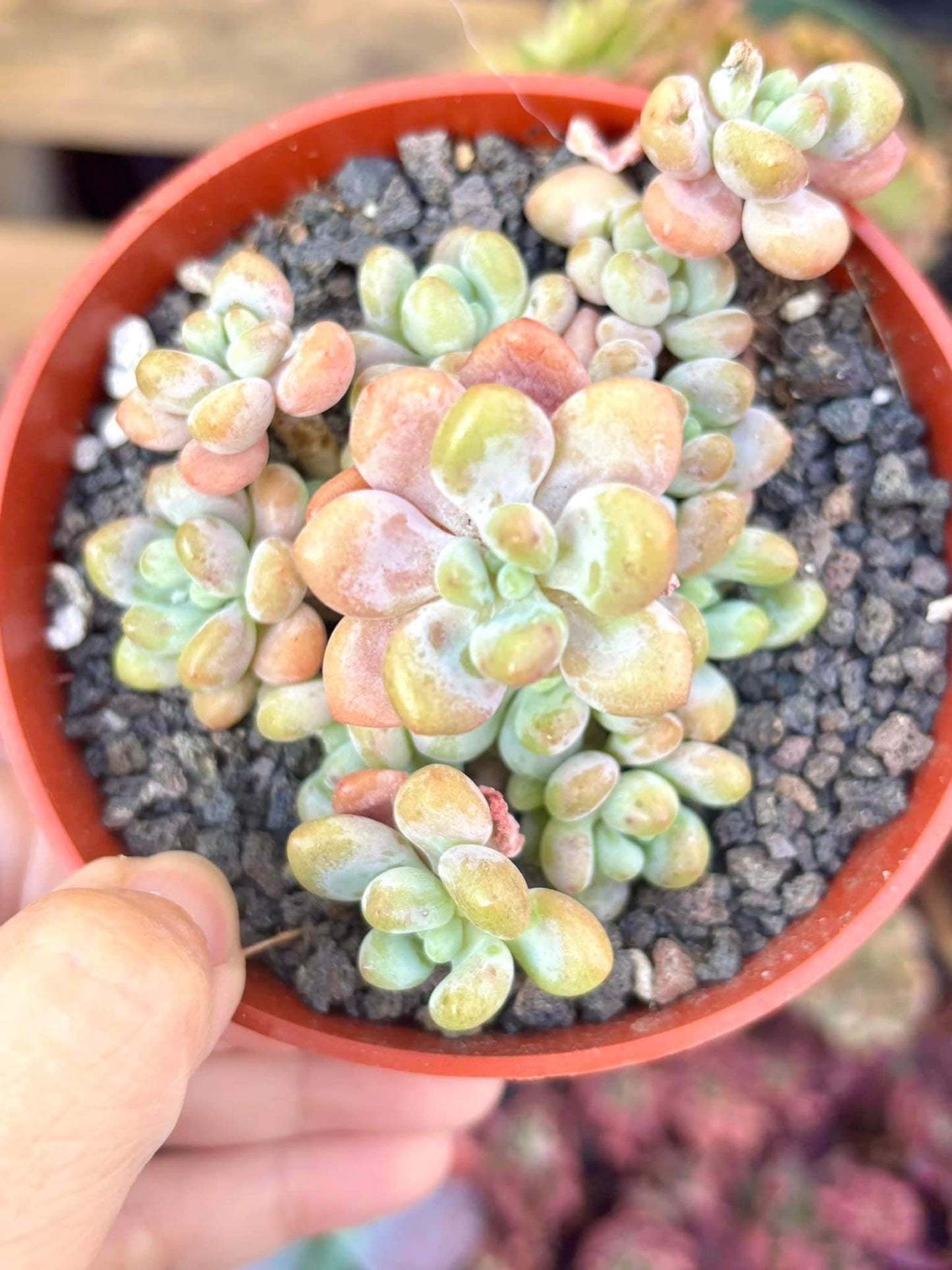 Echeveria Daphne | 4” pot | Live Succulent Plant | Korean Succulent | Variegated Pachyveria | Imported Plants