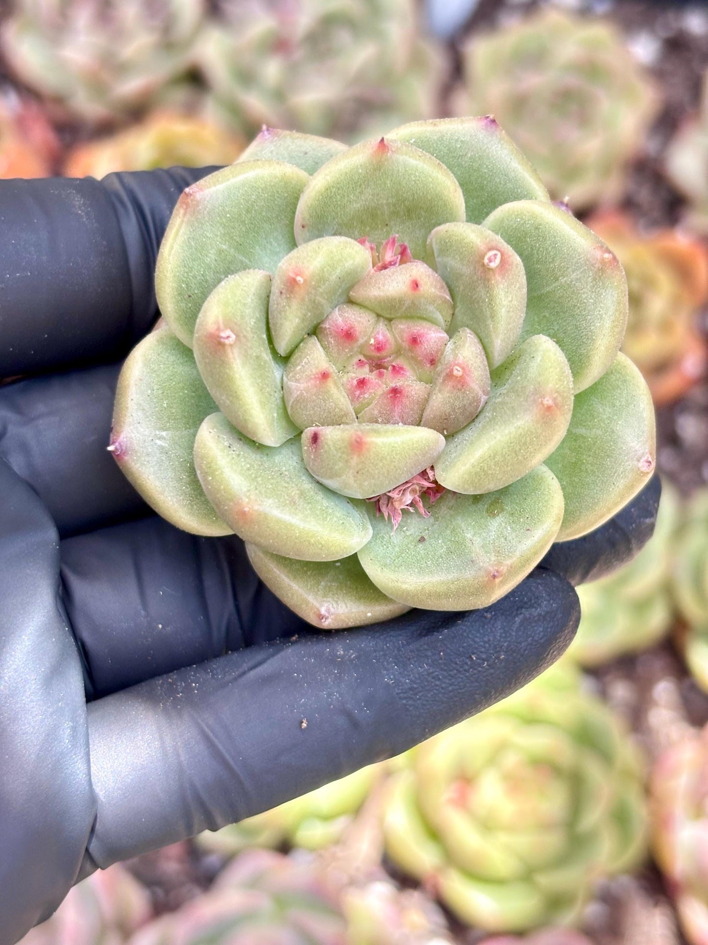Echeveria Rain Flower | Live Succulent Plant | Echeveria Cluster | Rare Imported Echeveria | Imported Plants