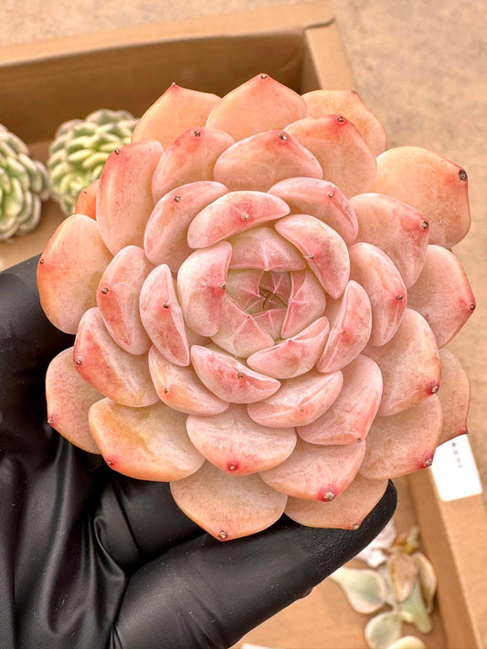 Echeveria Spirit Fox | Live Succulent Plant | Korean Succulent | Variegated Echeveria | Imported Plants | Echeveria Clusters