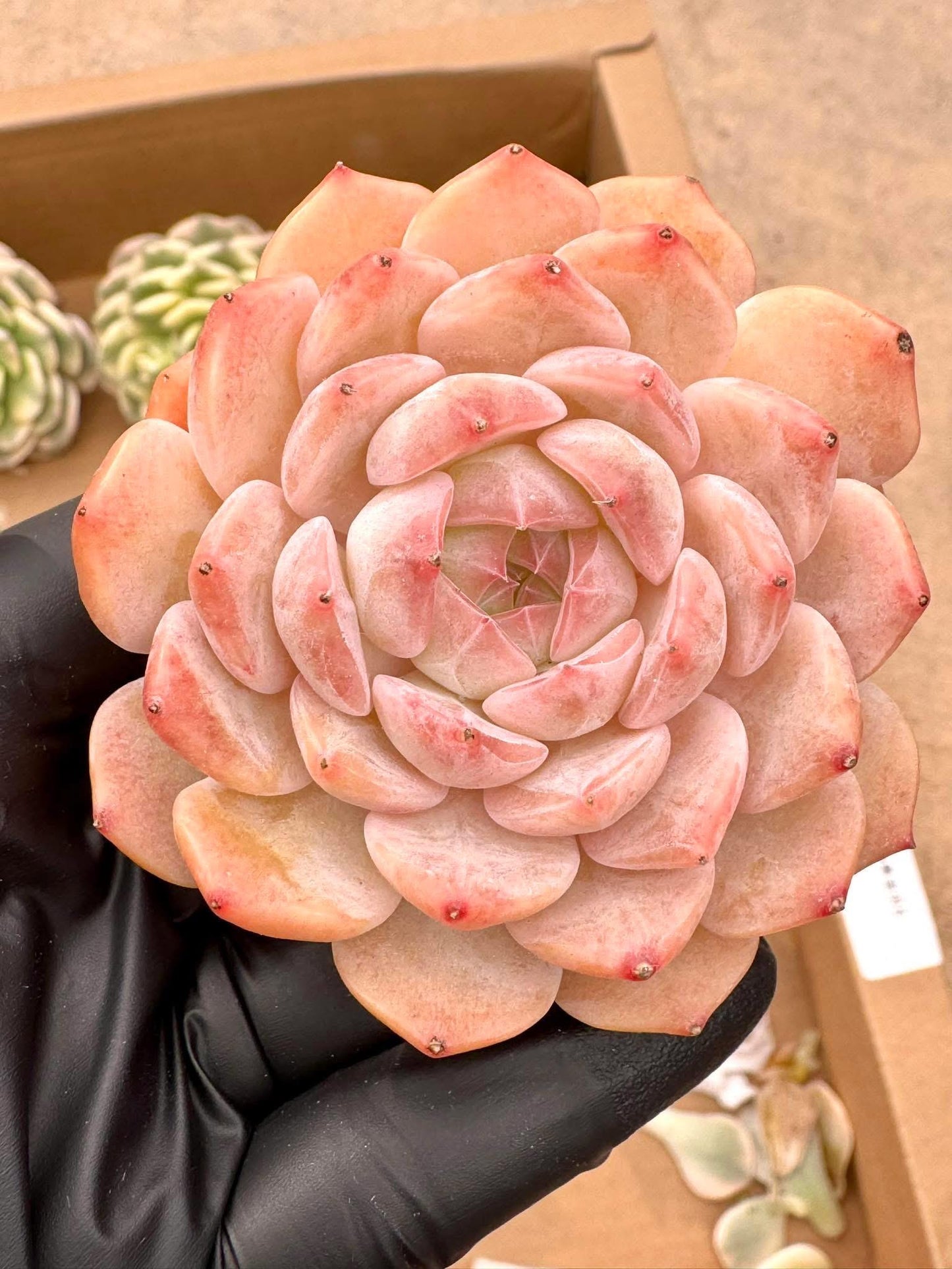 Echeveria Spirit Fox | Live Succulent Plant | Korean Succulent | Variegated Echeveria | Imported Plants | Echeveria Clusters