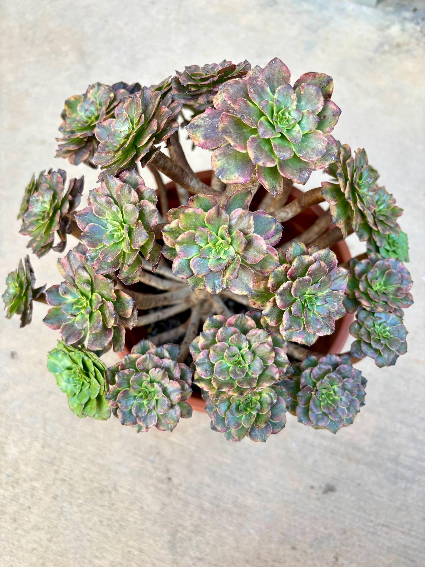 Aeonium Pearl Blossom Variegated | Live Succulent Plant | Rare Imported Aeonium | Imported Plants