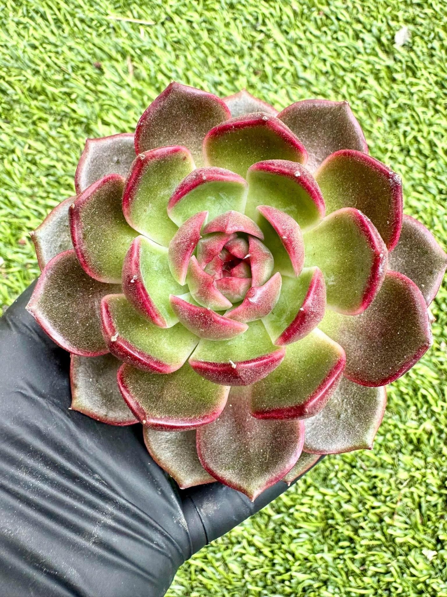 Echeveria Yo-Yo | Live Succulent Plant | Korean Succulent | Rare Imported Echeveria | Imported Plants