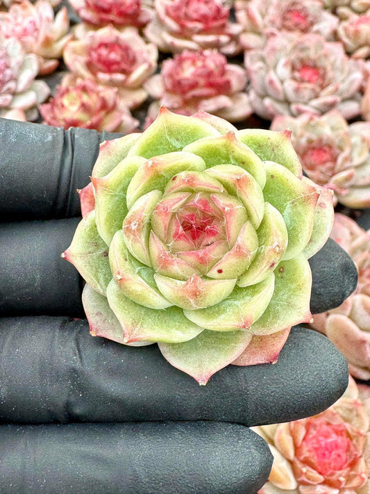 Echeveria Blue Sky | Live Succulent Plant | Korean Succulent | Rare Imported Echeveria | Imported Plants
