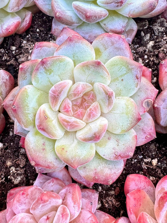 Echeveria Dream Island | Live Succulent Plant | Korean Succulent | Variegated Echeveria | Imported Plants