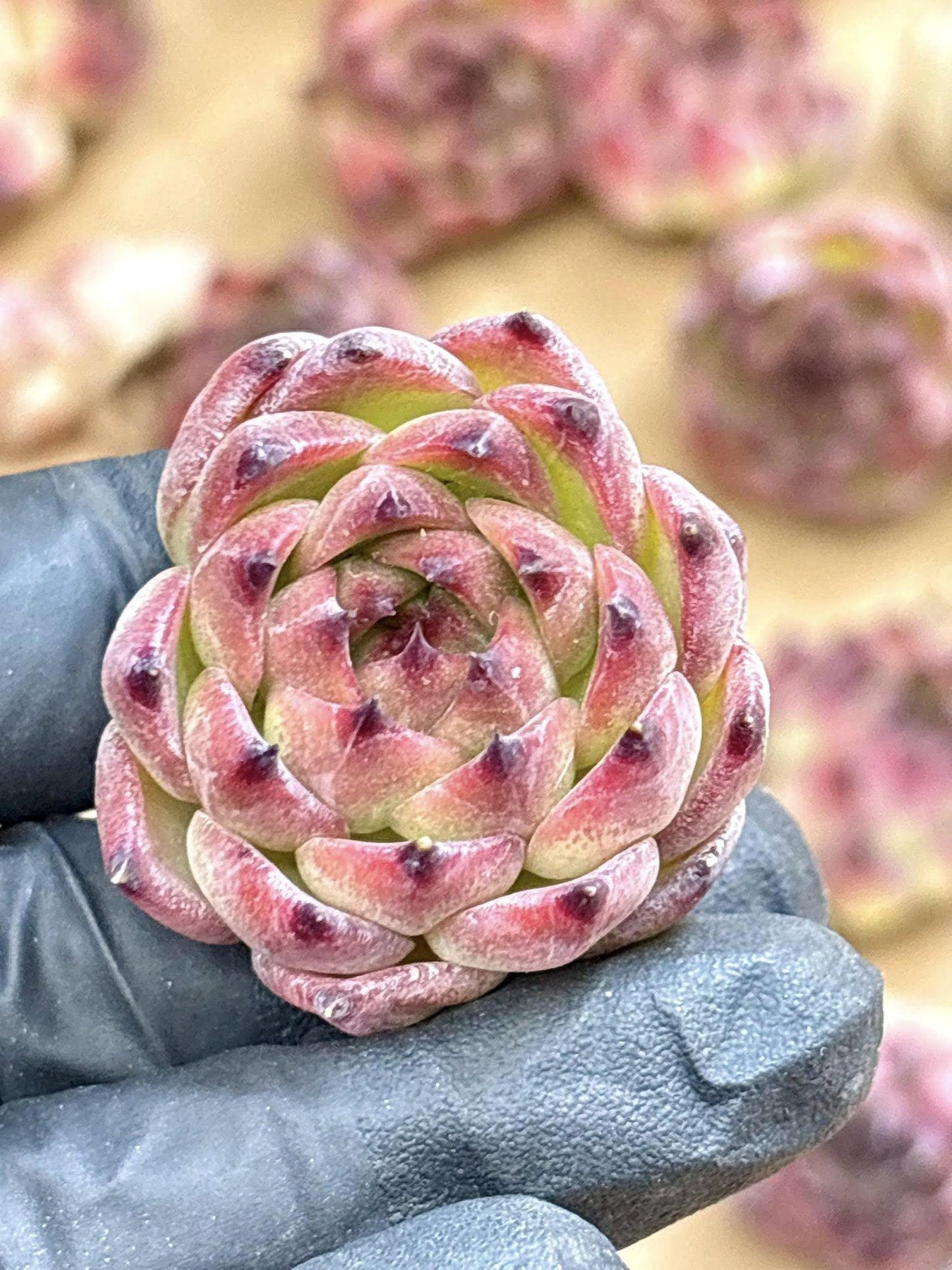 Echeveria Moonstone | Live Succulent Plant | Korean Succulent | Variegated Echeveria | Imported Plants | Echeveria Clusters