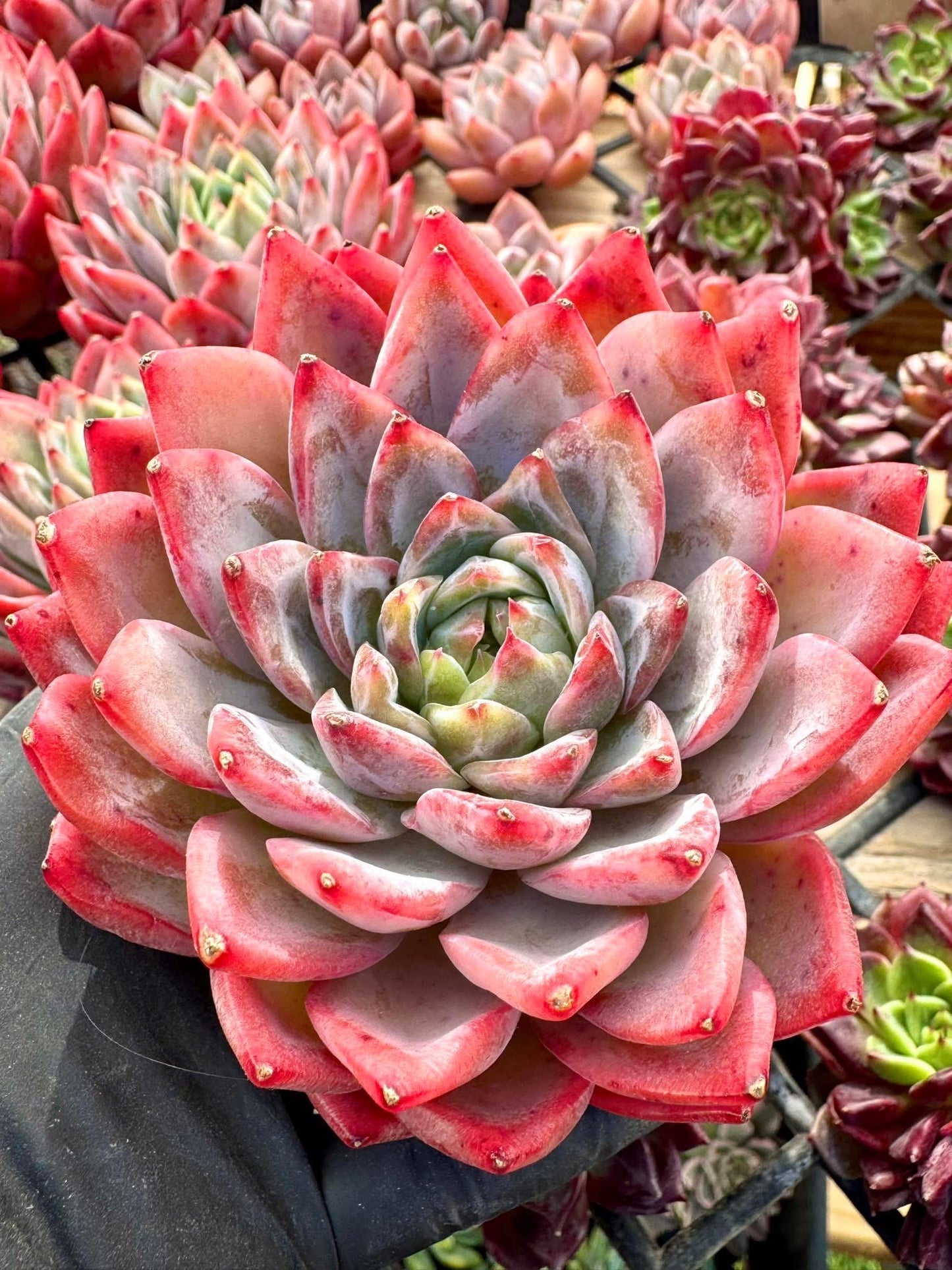 Echeveria Snow Spirit | Live Succulent Plant | Korean Succulent | Rare Imported Echeveria | Imported Plants