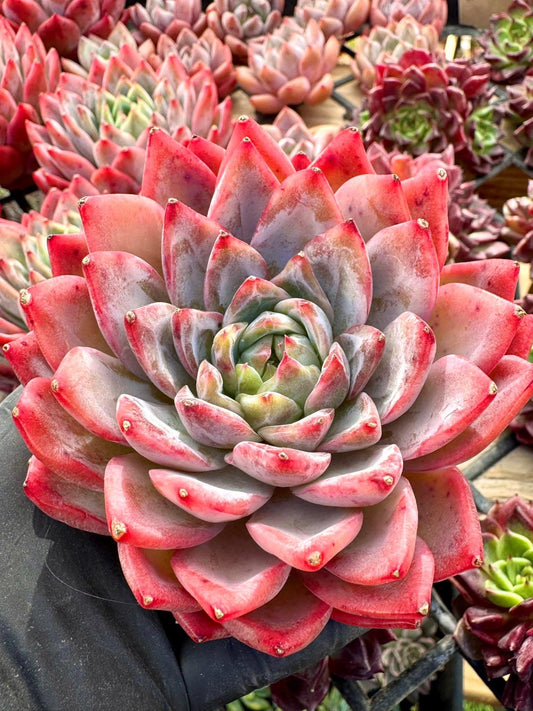 Echeveria Snow Spirit | Live Succulent Plant | Korean Succulent | Rare Imported Echeveria | Imported Plants