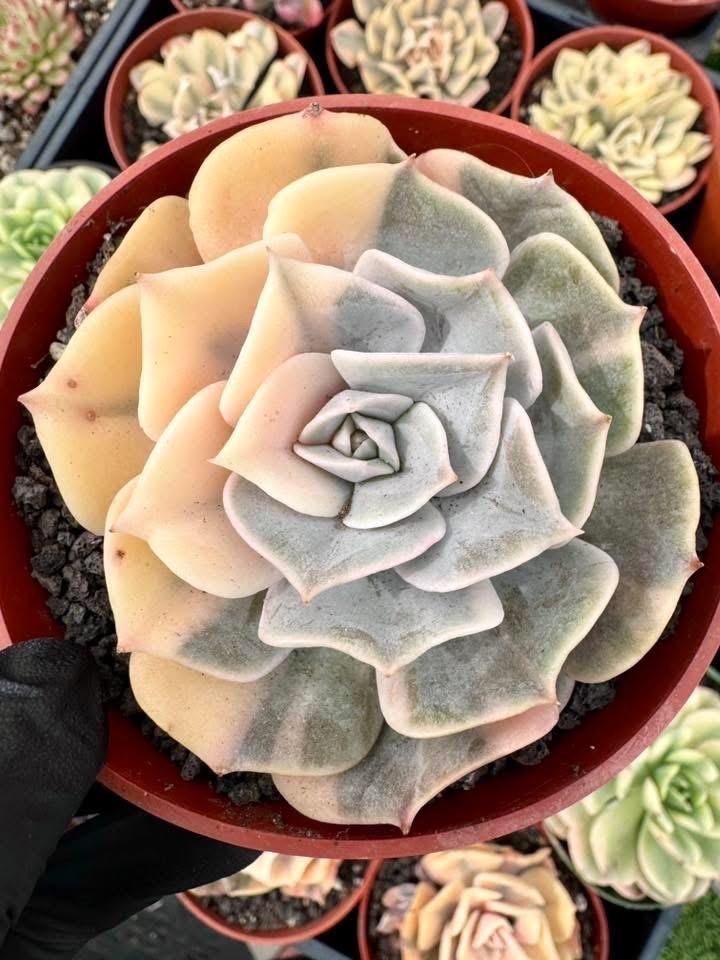 Echeveria Pollux Variegated | Rare Imported Succulent | Collector Succulent