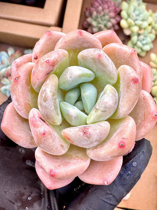 Echeveria Miss Sweetheart | Live Succulent Plant | Imported Plants | Imported Echeveria