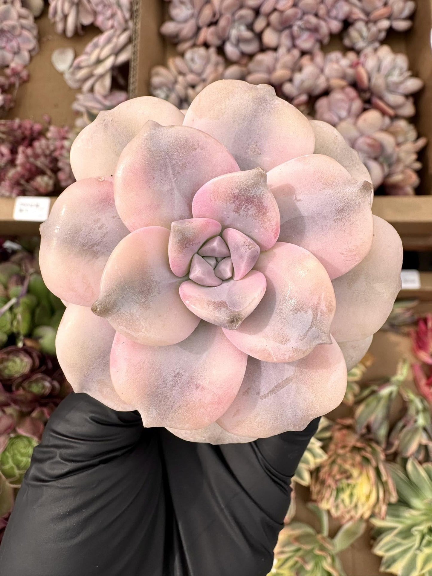 Echeveria Superbum Windmill Variegated | Live Succulent Plant | Korean Succulent