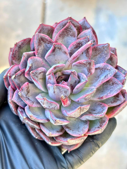 Echeveria Xu Xian | Live Succulent Plant | Korean Succulent | Rare Imported Echeveria | Imported Plants