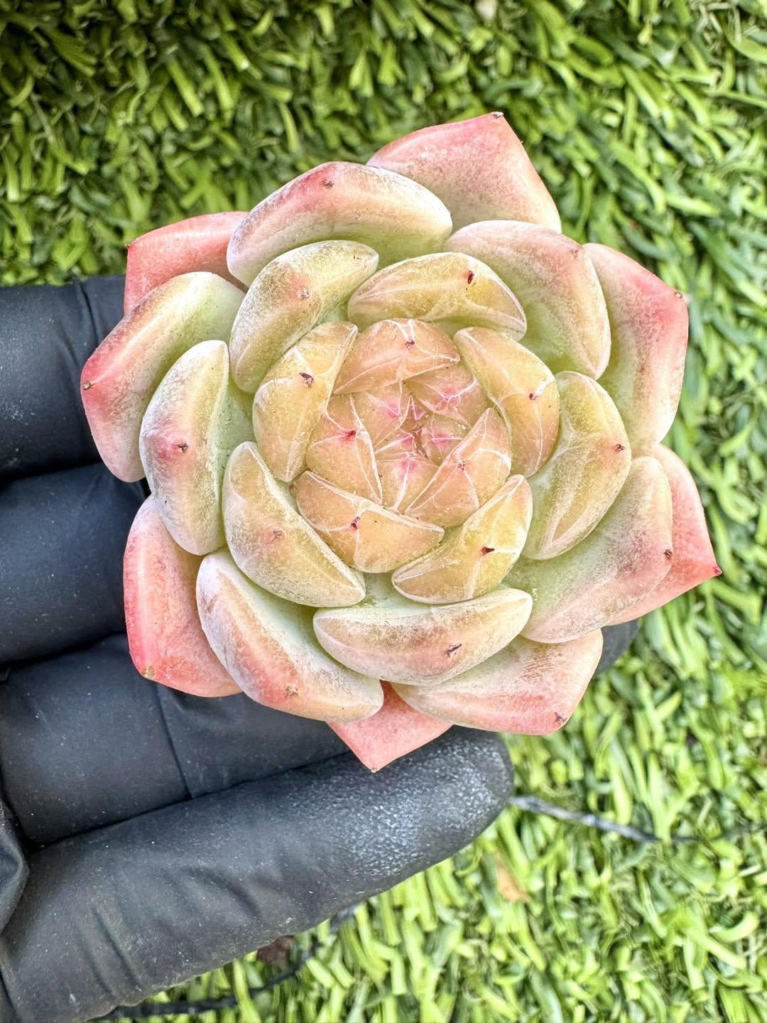 Echeveria Sweetheart | Live Succulent Plant | Korean Succulent | Rare Imported Echeveria | Imported Plants