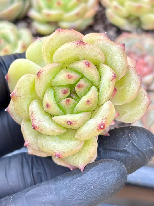 Echeveria Beloved | Live Succulent Plant | Echeveria Cluster | Rare Imported Echeveria | Imported Plants