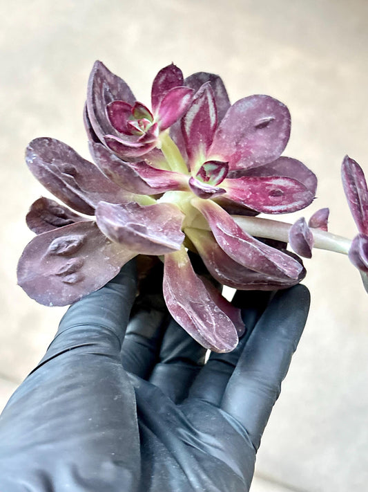 Echeveria Nodulosa Benitsukasa | Live Succulent Plant | Korean Succulent | Variegated Echeveria | Imported Plants