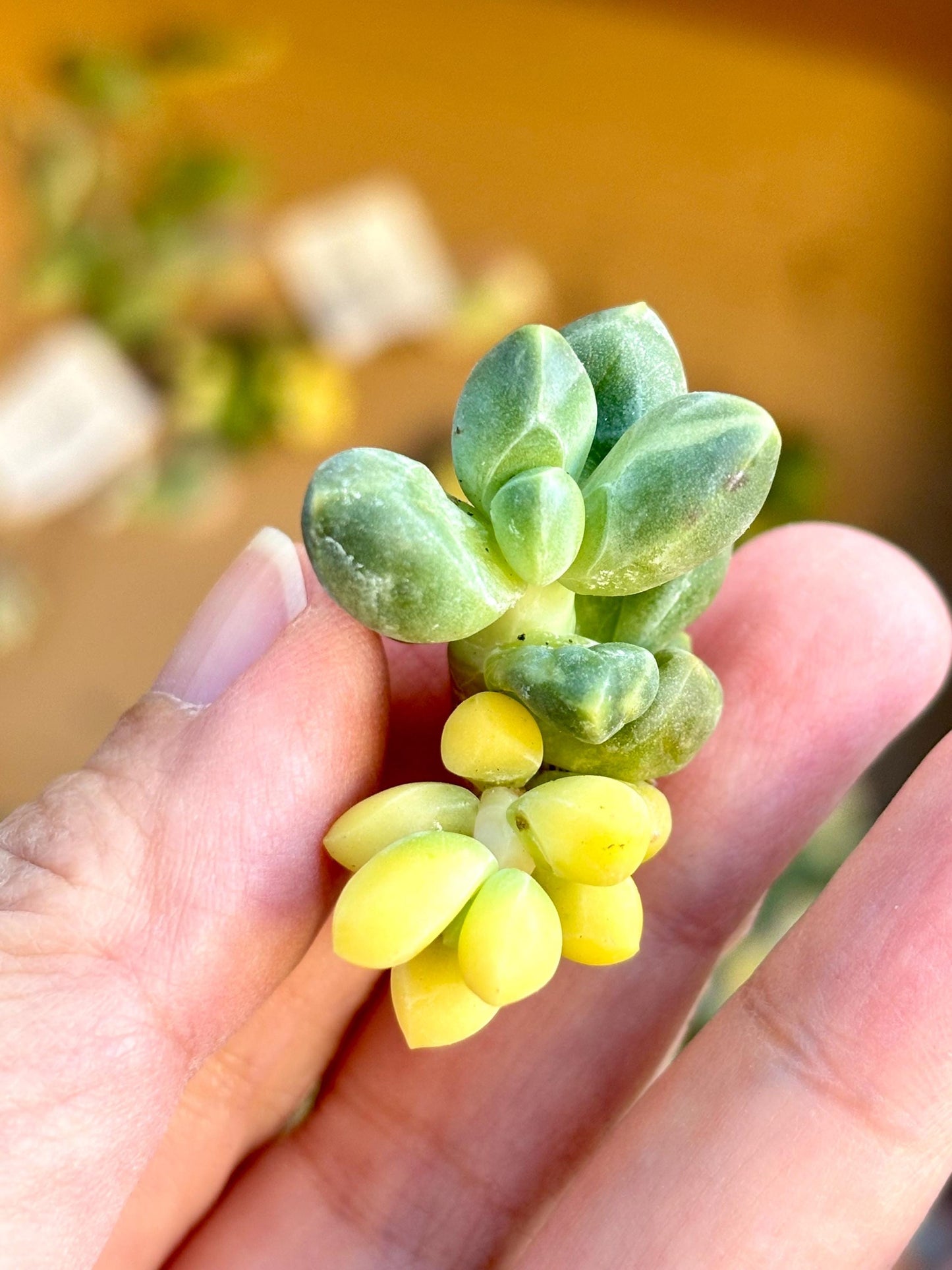 Pachyphytum compactum variegated | Live Succulent Plant | Echeveria Cluster | Rare Imported Echeveria | Imported Plants