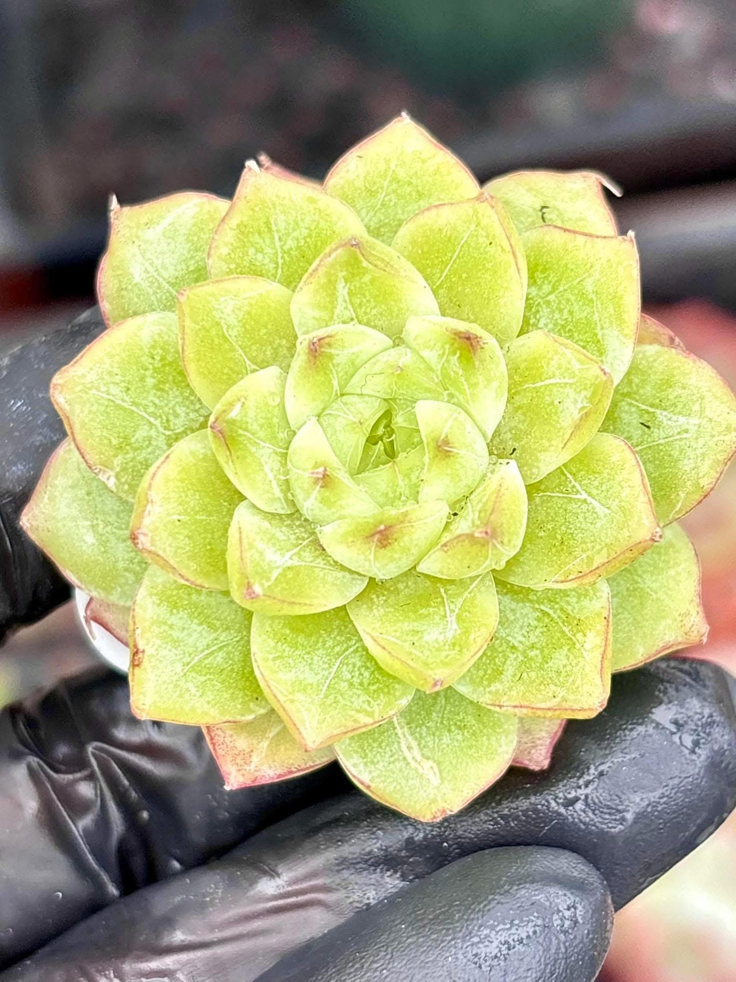 Echeveria Queen Jenny | Live Succulent Plant | Korean Succulent | Rare Imported Echeveria | Imported Plants