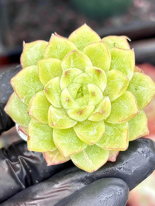 Echeveria Queen Jenny | Live Succulent Plant | Korean Succulent | Rare Imported Echeveria | Imported Plants