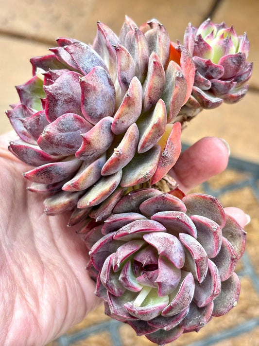 Echeveria Smurf | Live Succulent Plant | Korean Succulent | Rare Imported Echeveria | Imported Plants