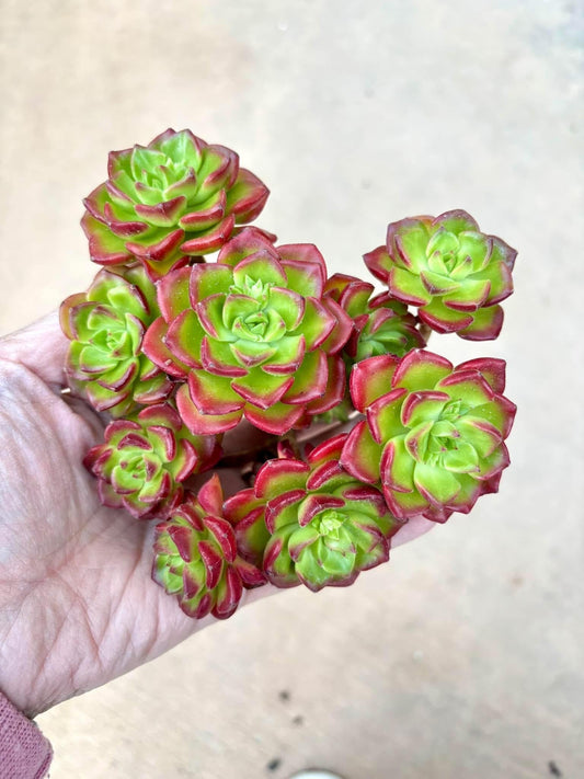 Echeveria Red Lantern | Live Succulent Plant | Korean Succulent | Variegated Echeveria | Imported Plants | Echeveria Clusters