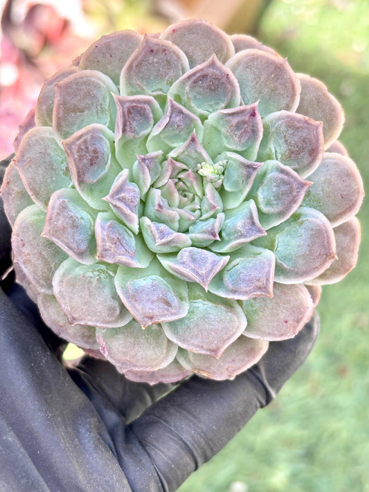 Echeveria Heart Choice | Live Succulent Plant | Rare Imported Echeveria | Imported Plants