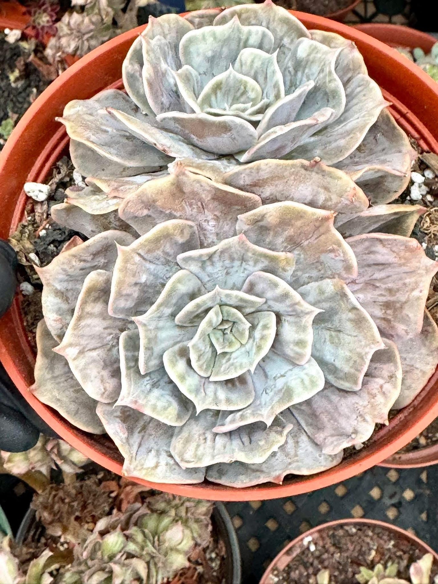 Echeveria Lilacina Marble | Live Succulent Plant | Korean Succulent | Rare Imported Echeveria | Imported Plants