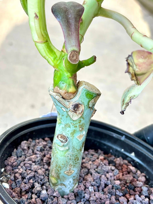 Aeonium Candy Cannonball Variegated | Live Succulent Plant | Korean Succulent | Rare Imported Aeonium | Imported Plants